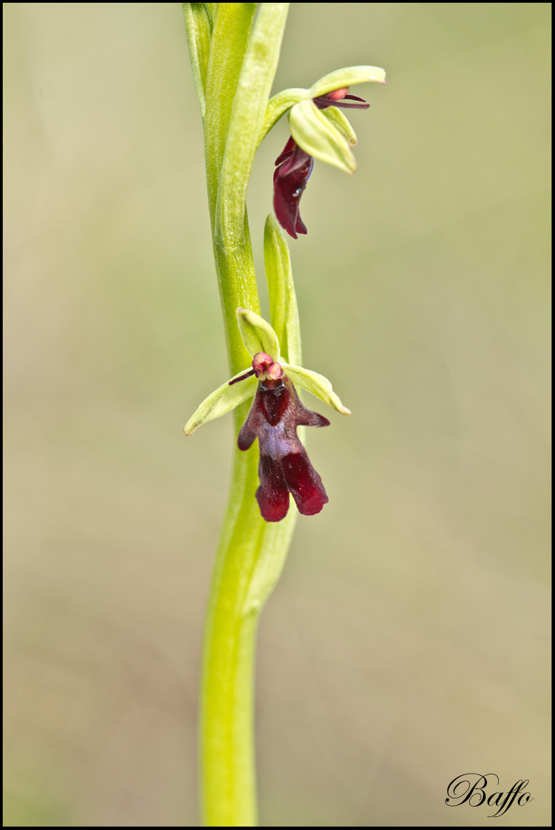 Ophrys insectifera